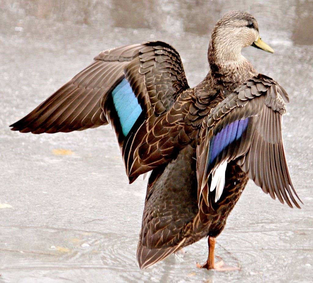 No wonder she's very happy by Ducklover Bonnie is licensed under CC BY-ND 2.0